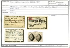 Karteikarte zum Holotyp von Polymorphina asperella Karrer, 1877